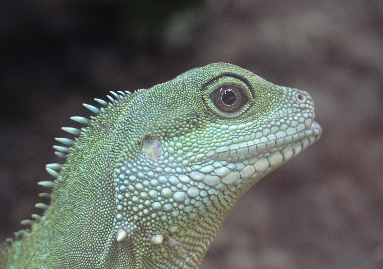 Grüne Wasseragame