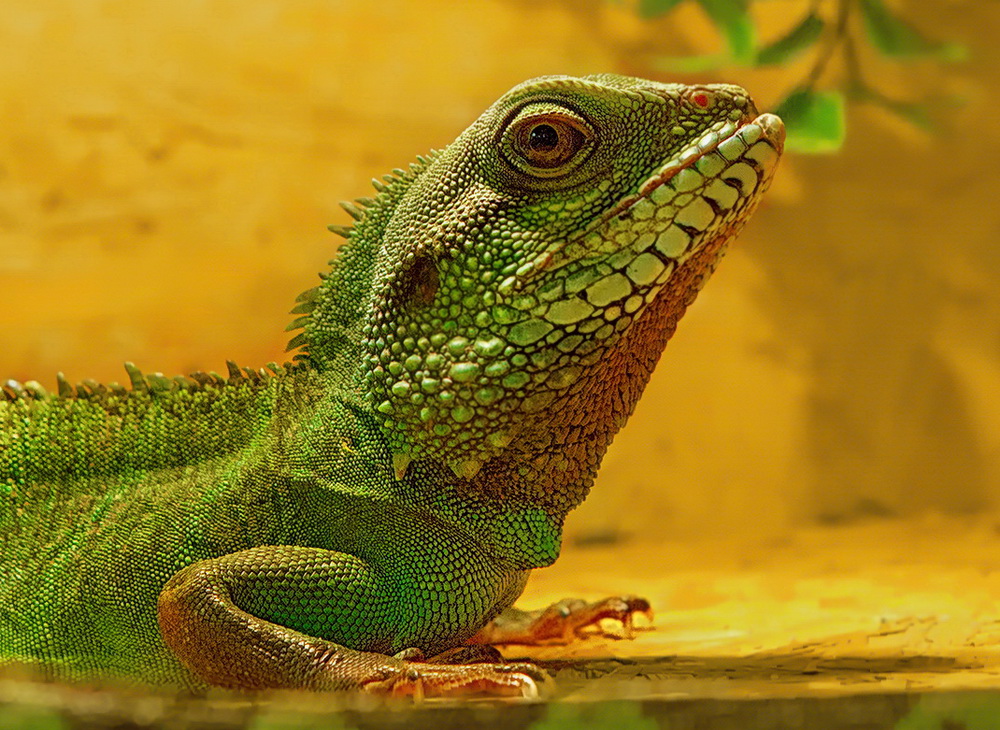 Grüne Wasseragame