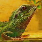 Grüne Wasseragame