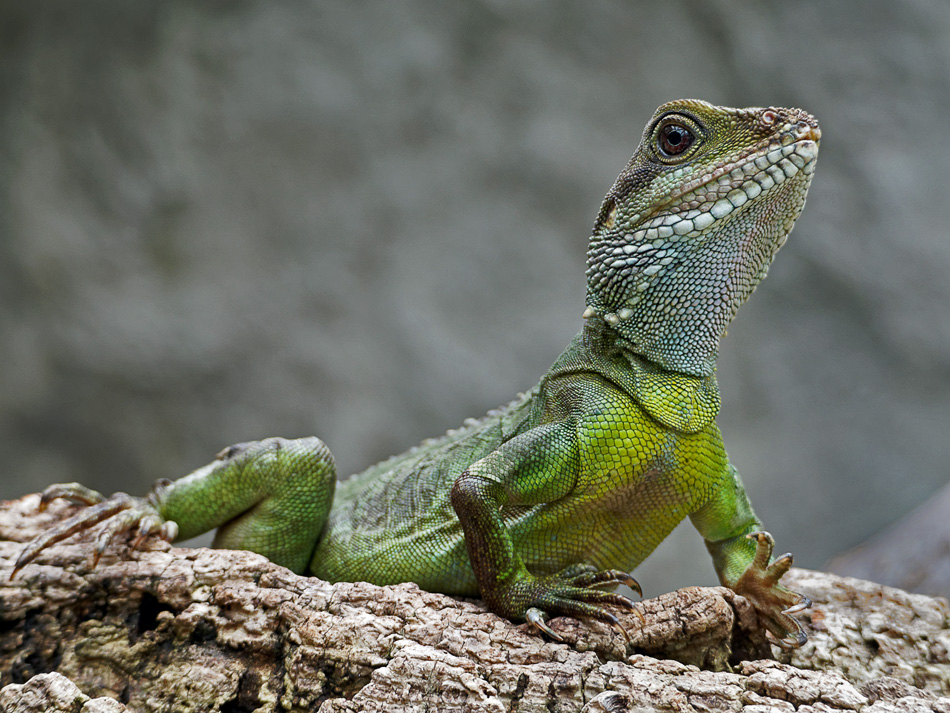 gruene Wasseragame