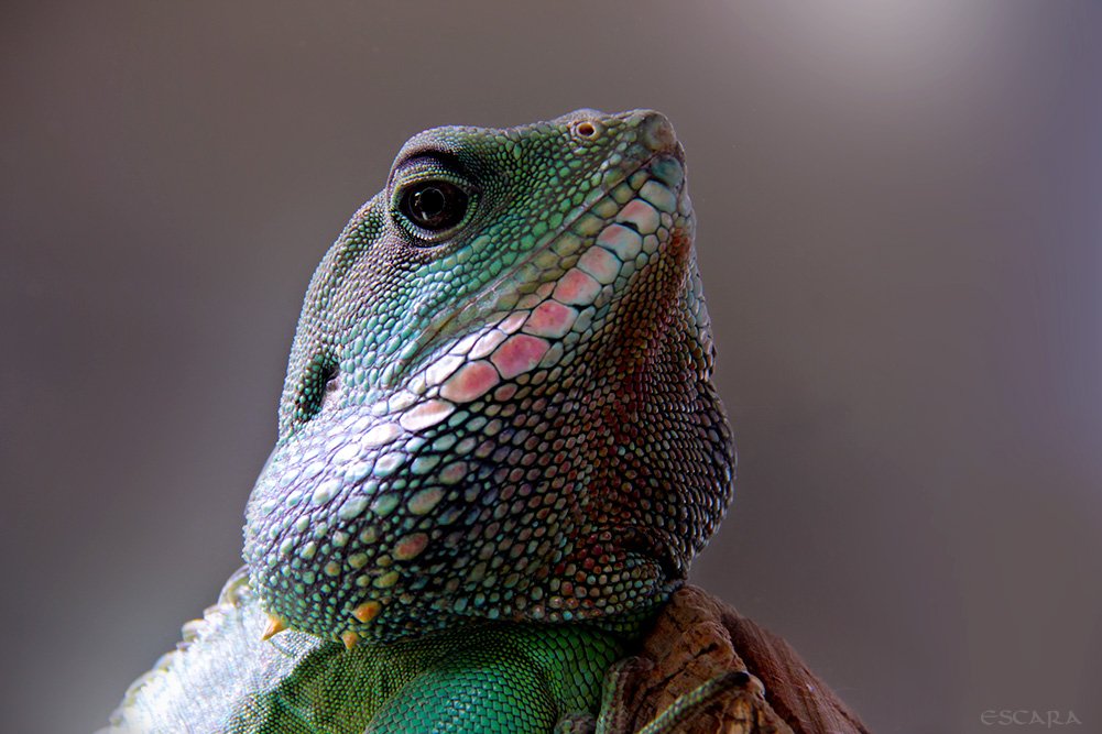 Grüne Wasseragame