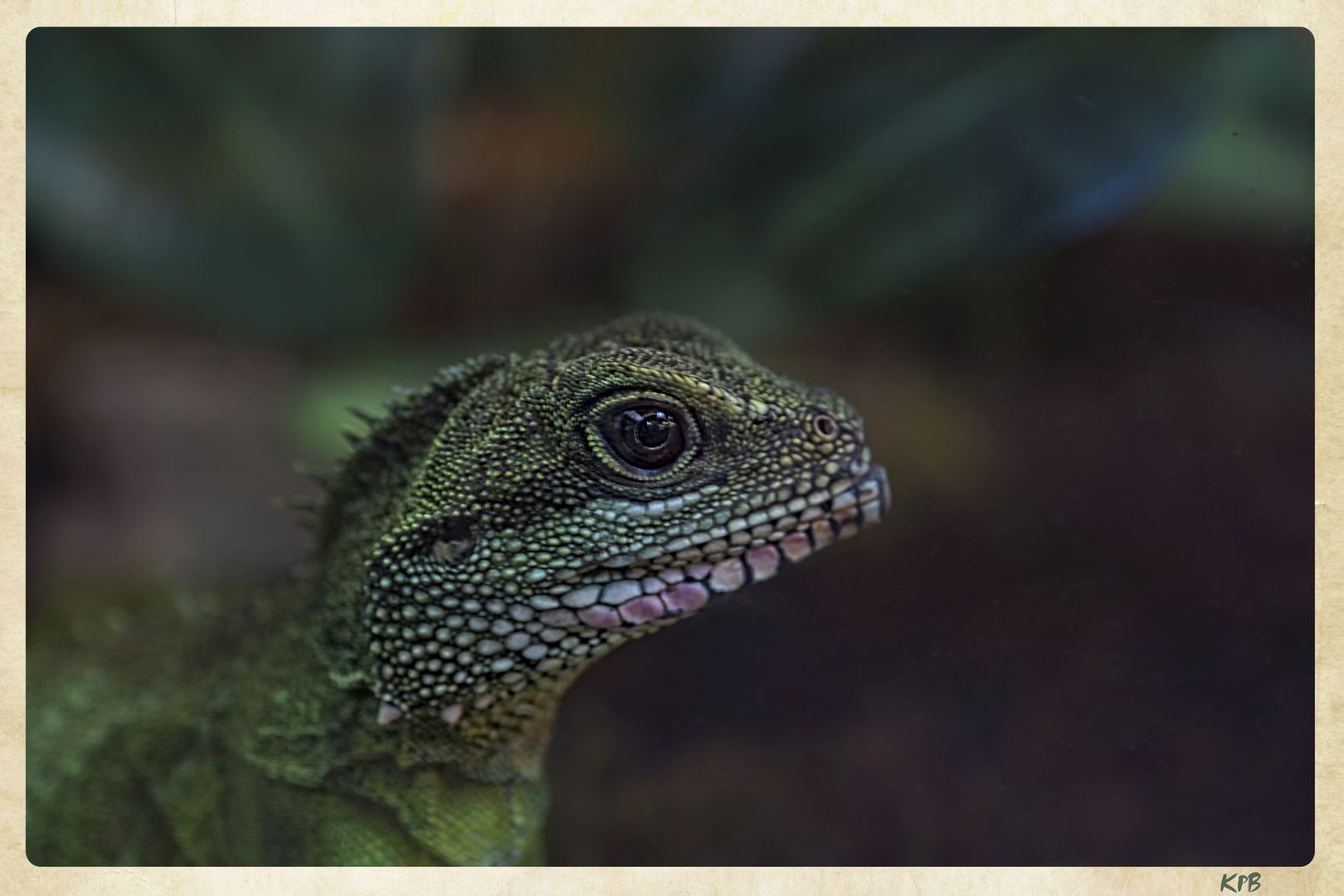 Grüne Wasseragame