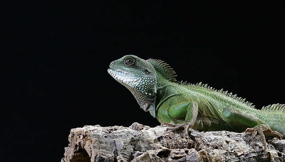 Grüne Wasseragame