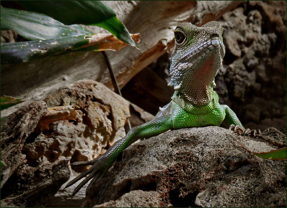 Grüne Wasseragame