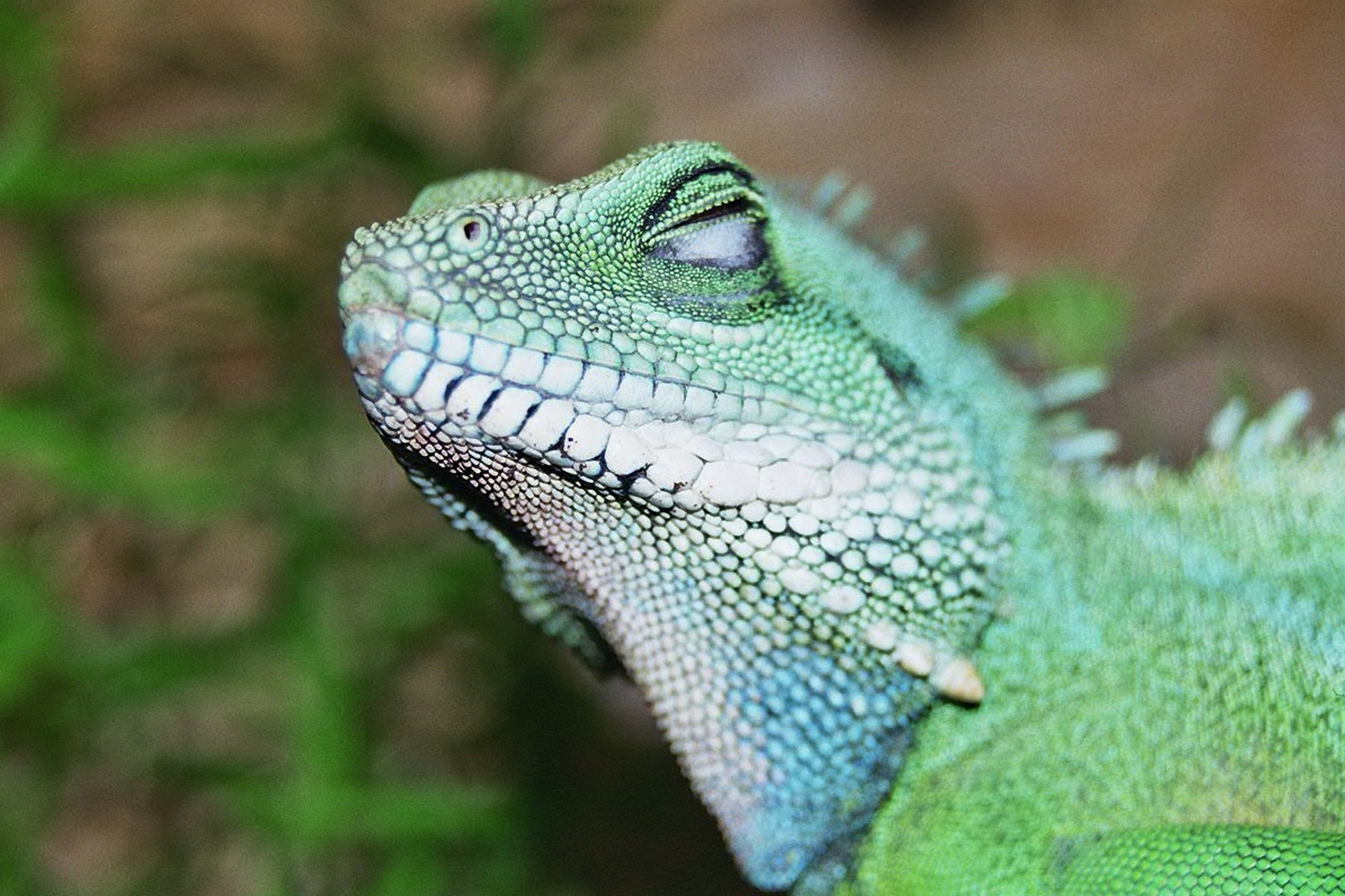 Grüne Wasseragame