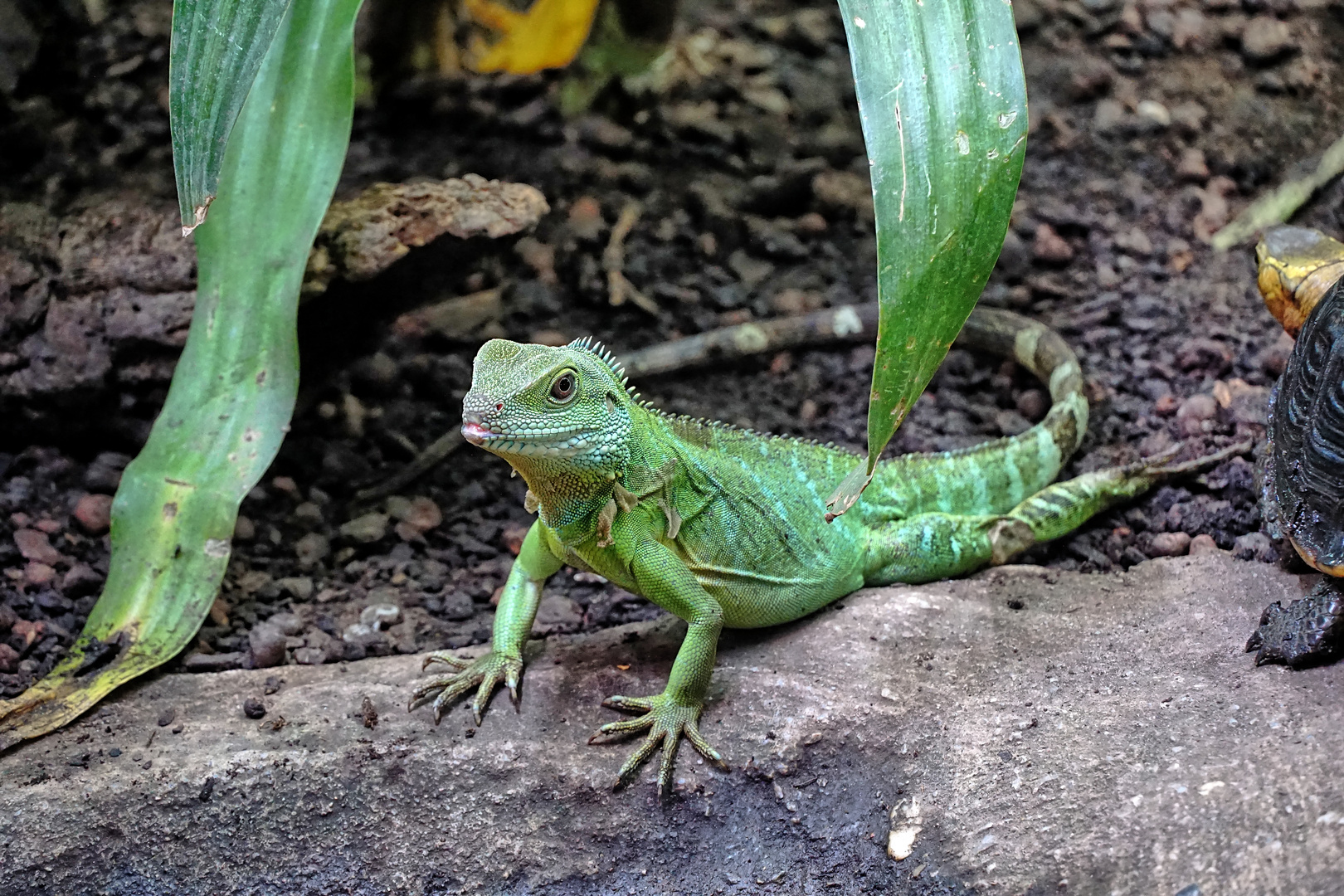 Grüne Wasseragame