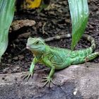 Grüne Wasseragame