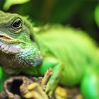 Grüne Wasseragame