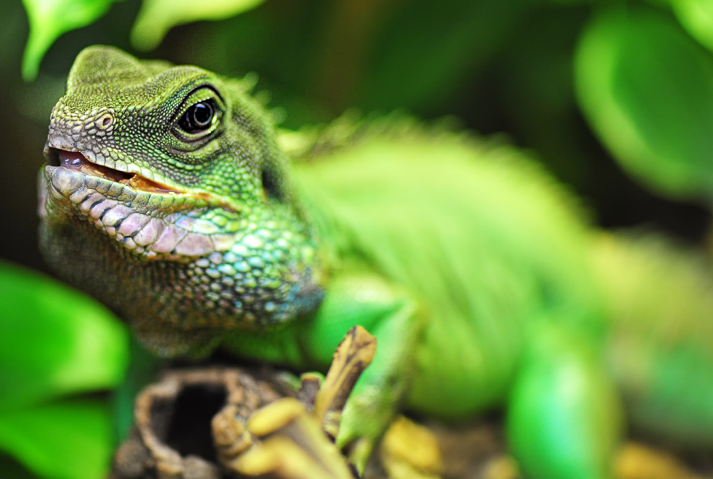 Grüne Wasseragame