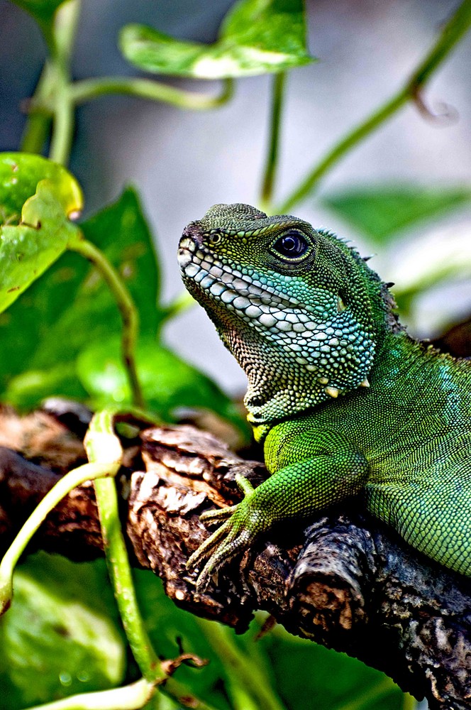 Grüne Wasseragame