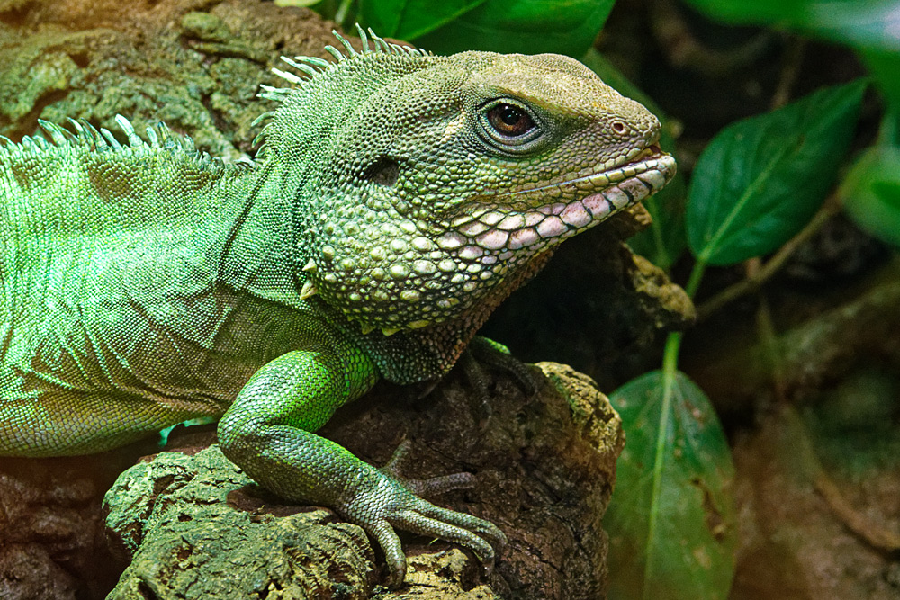 GRÜNE WASSERAGAME