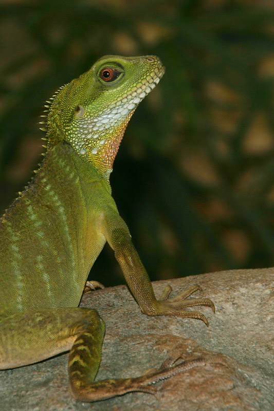 Grüne Wasseragame