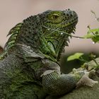 Grüne Wasseragame