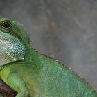 Grüne Wasseragame