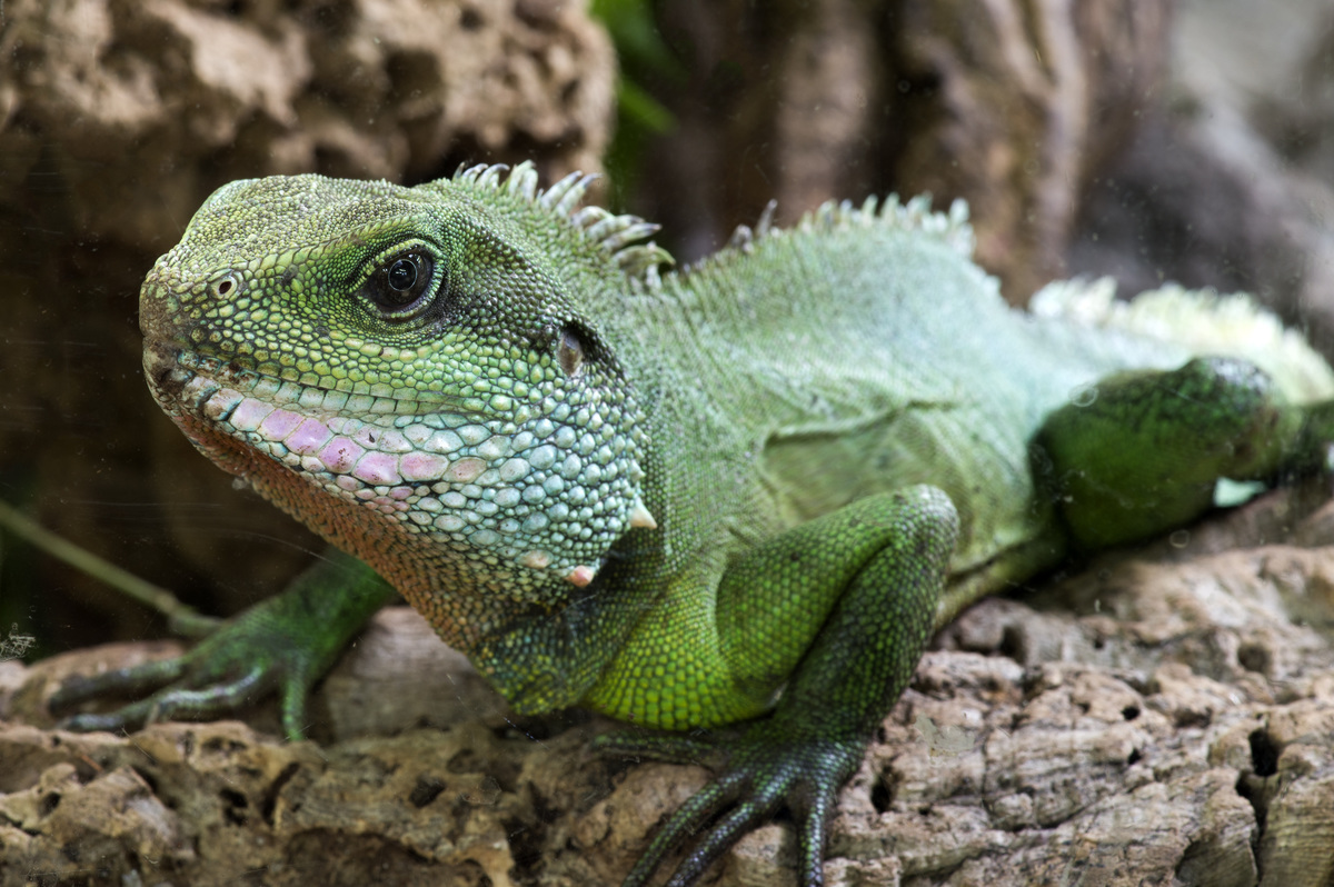 ~ Grüne Wasseragame ~