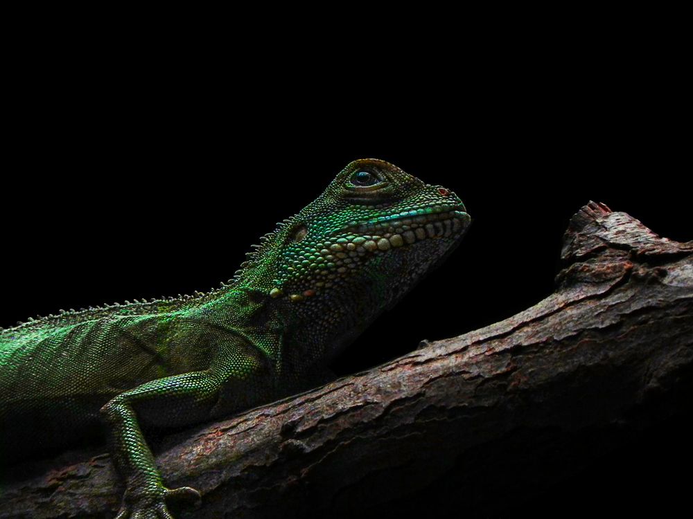 Grüne Wasseragame