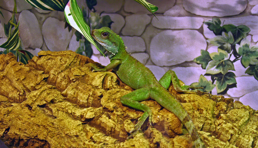 Grüne Wasseragame