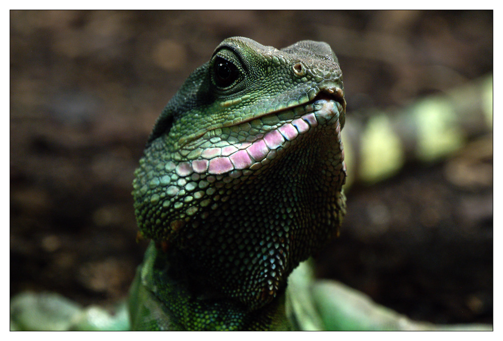 Grüne Wasseragame