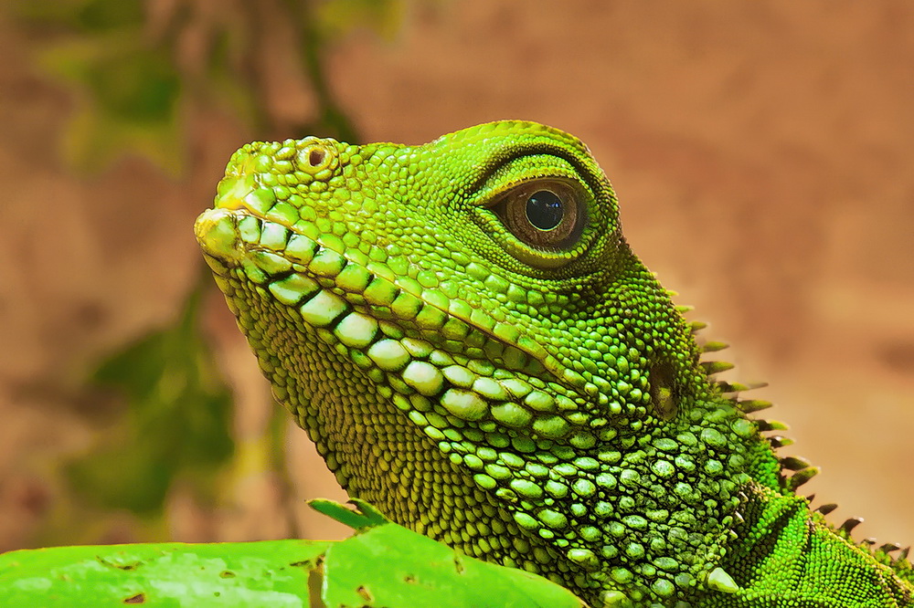 Grüne Wasseragame.