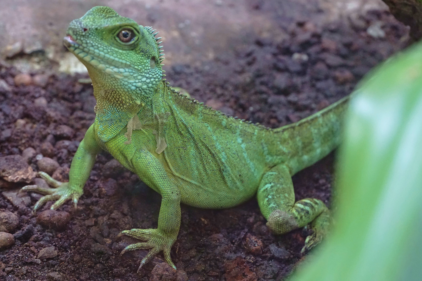 Grüne Wasseragame