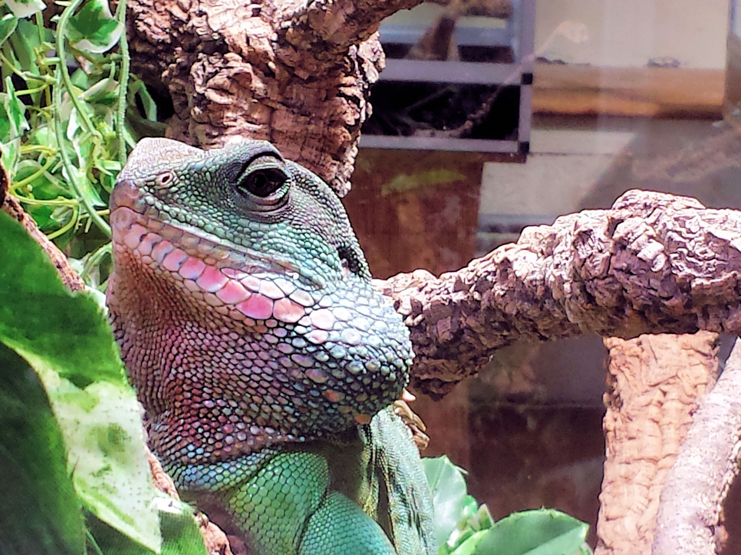 Grüne Wasseragame