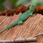 Grüne Wasseragame