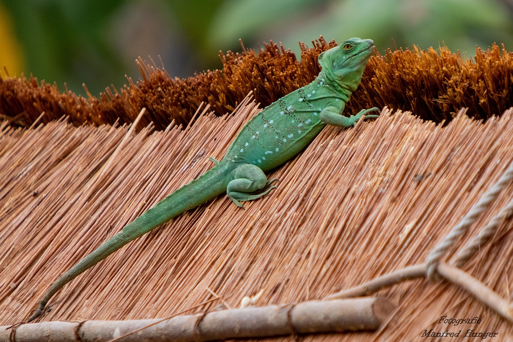 Grüne Wasseragame