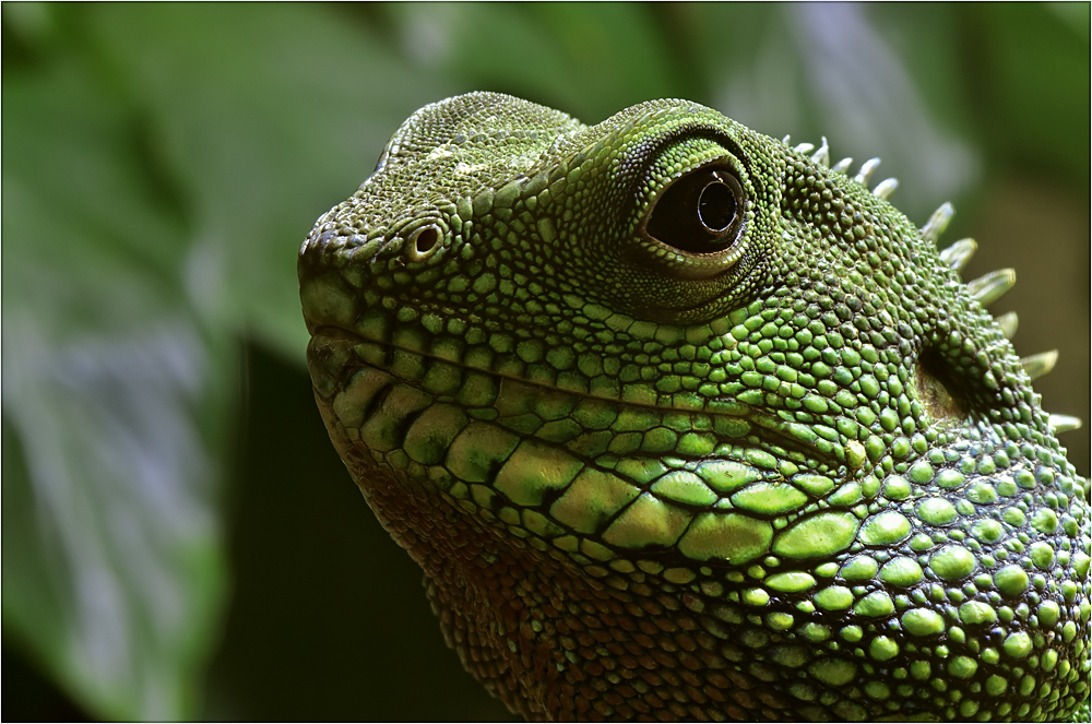 Grüne Wasseragame