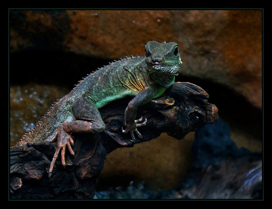 Grüne Wasseragame