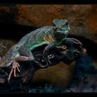 Grüne Wasseragame