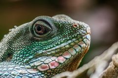 Grüne Wasseragame