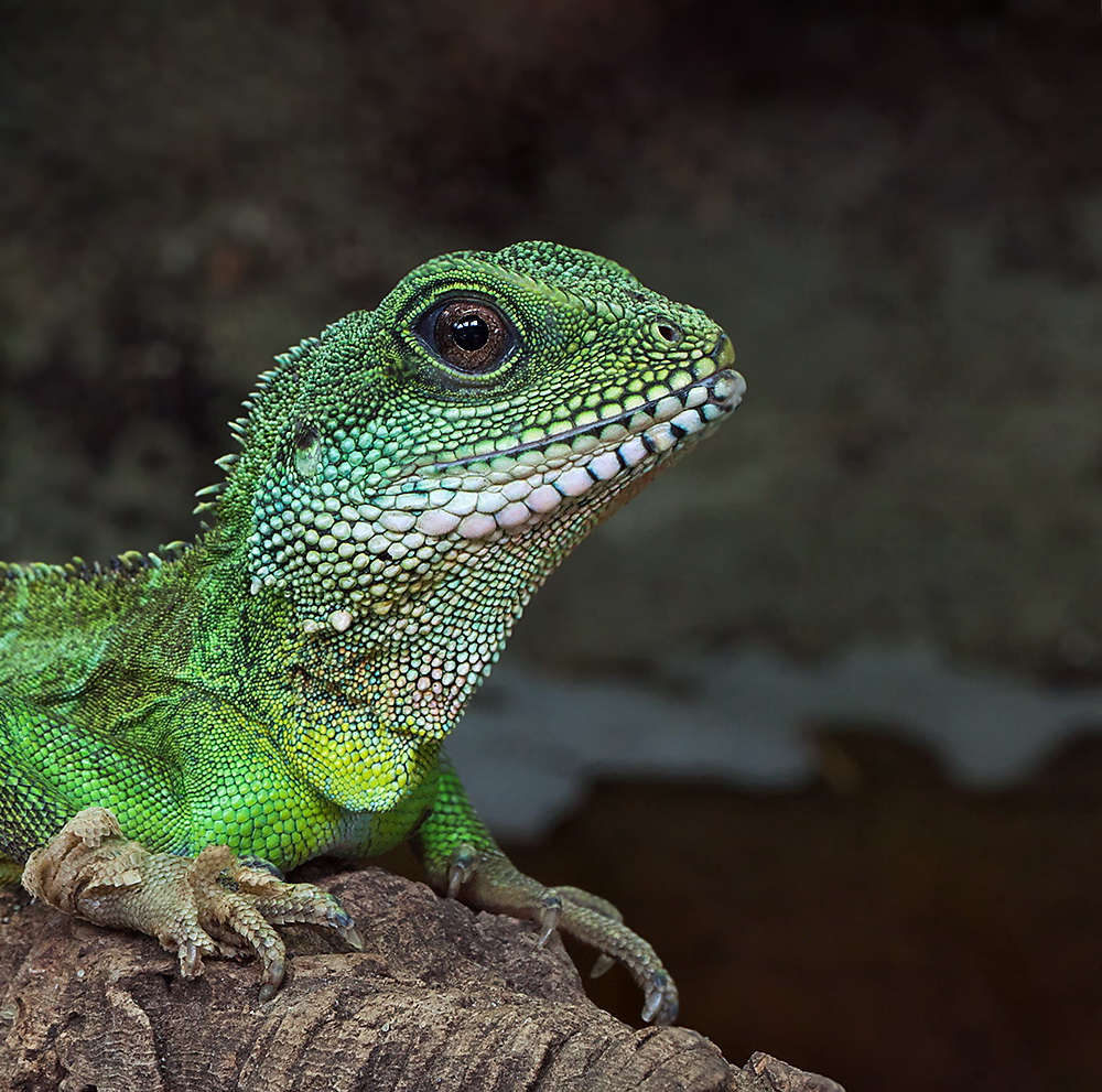 Grüne Wasseragame