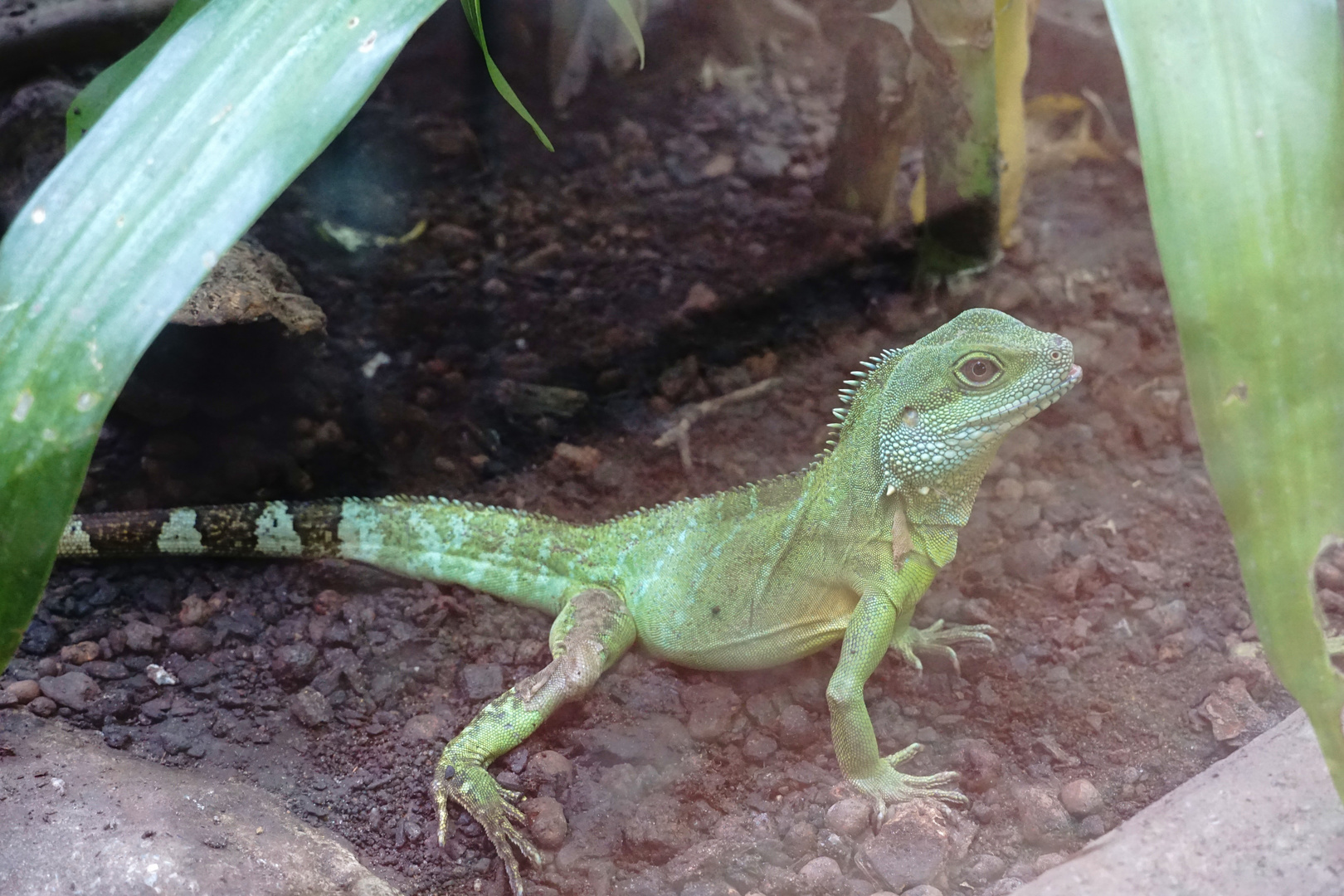 Grüne Wasseragame