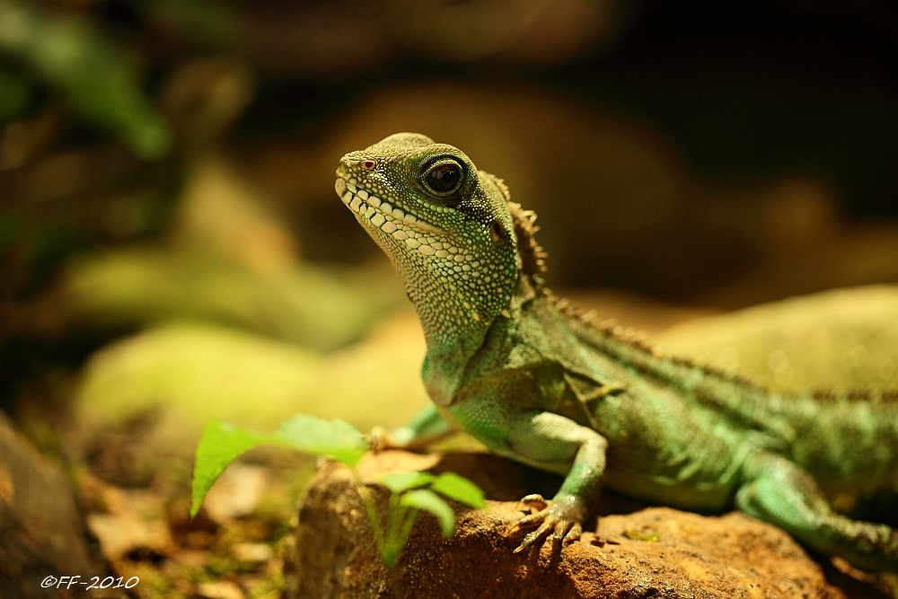 Grüne Wasseragame (I)