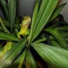 Grüne Wasseragame im Gebüsch