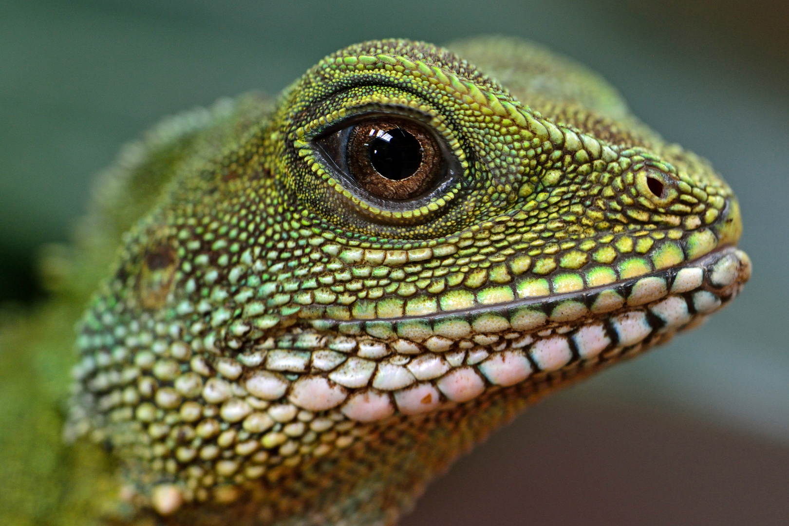 Grüne Wasseragame im Terrazoo Rheinberg