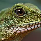 Grüne Wasseragame im Terrazoo Rheinberg