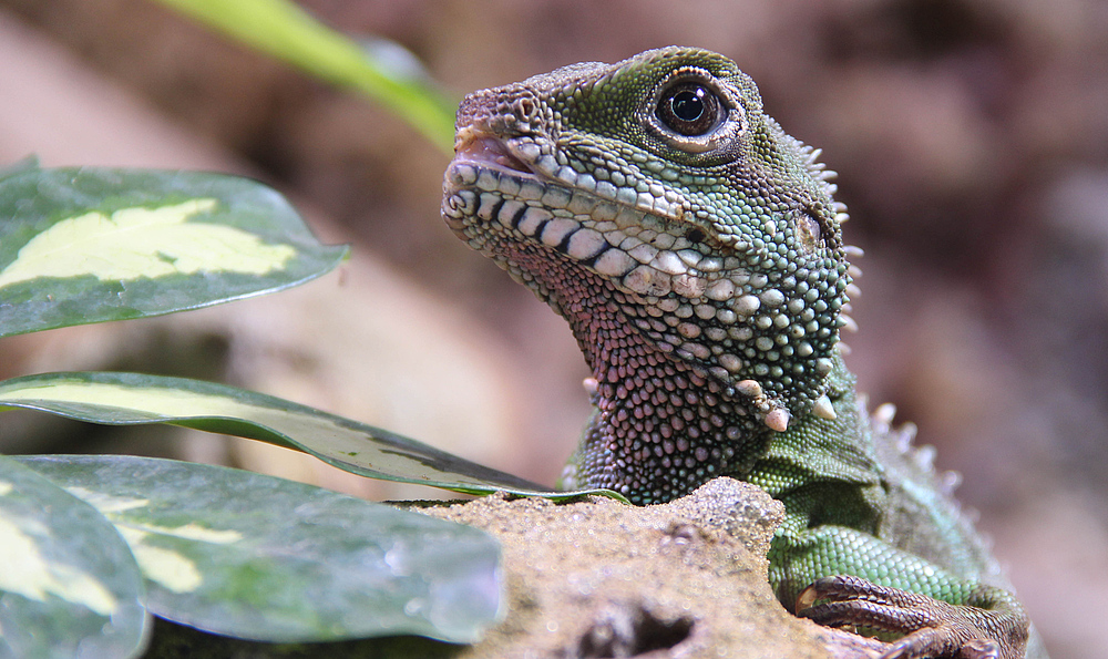 Grüne Wasseragame in der Biosphäre Potsdam