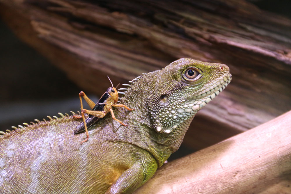 Grüne  Wasseragame in der Biosphäre Potsdam.