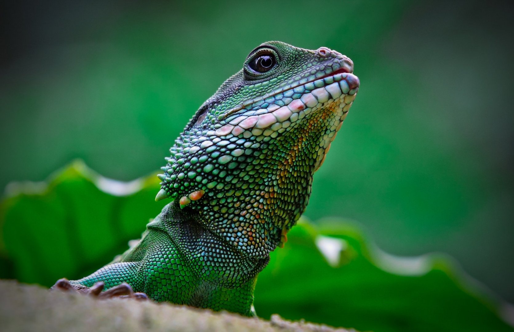 Grüne Wasseragame (Physignathus cocincinus)