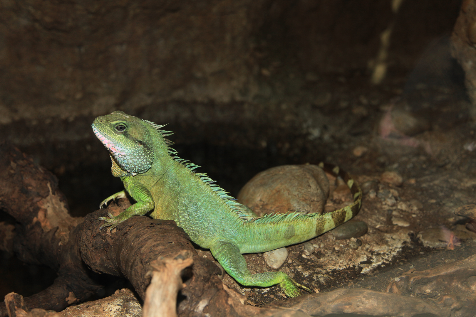 Grüne Wasseragame (Physignathus cocincinus)