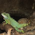 Grüne Wasseragame (Physignathus cocincinus)