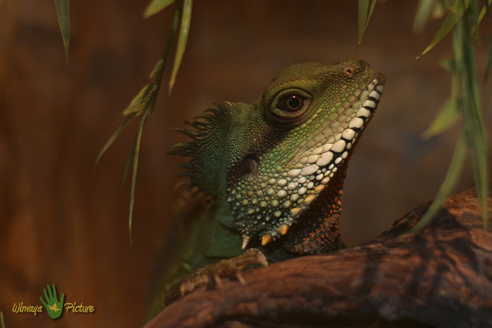 Grüne Wasseragame (Physignathus cocincinus)