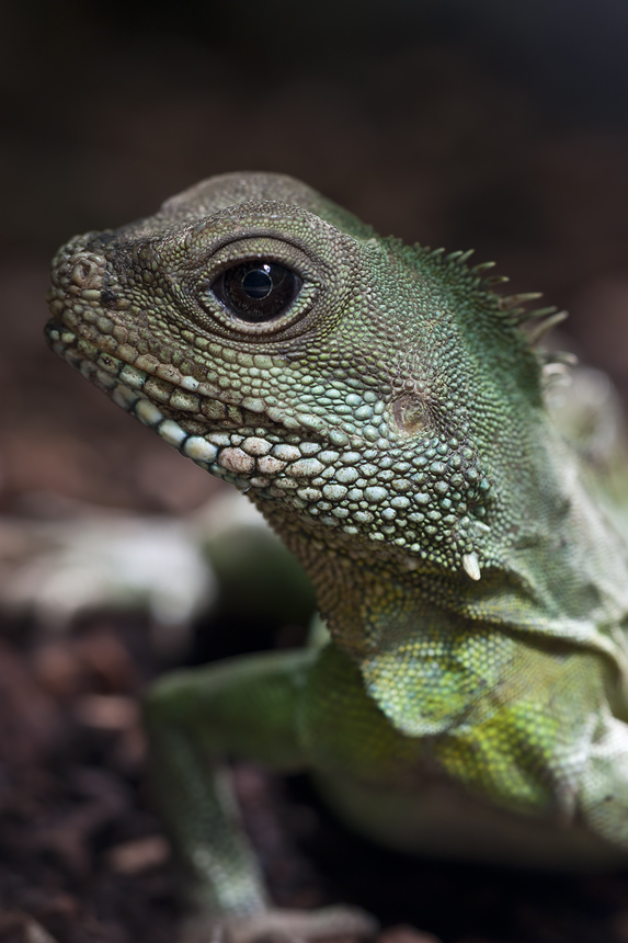 - Grüne Wasseragame (Physignathus cocincinus) -