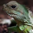 - Grüne Wasseragame (Physignathus cocincinus) -