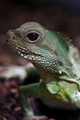 - Grüne Wasseragame (Physignathus cocincinus) -