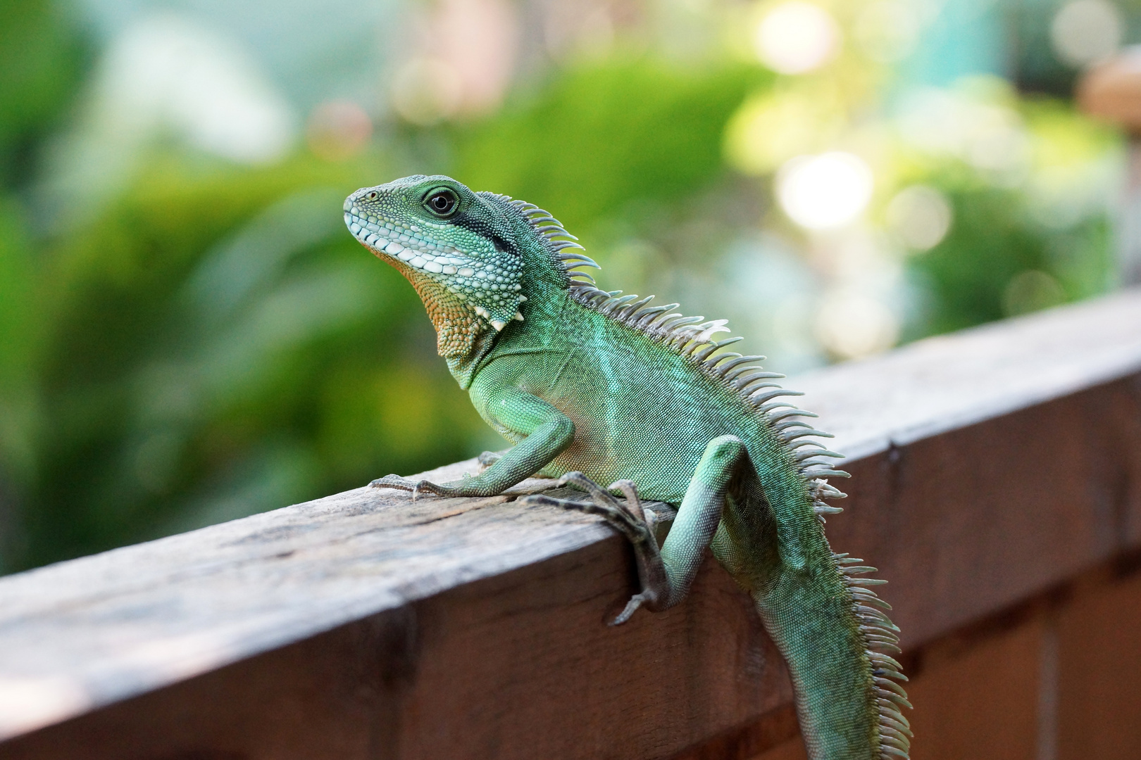 Grüne Wasseragame (Physignathus cocincinus)