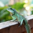 Grüne Wasseragame (Physignathus cocincinus)