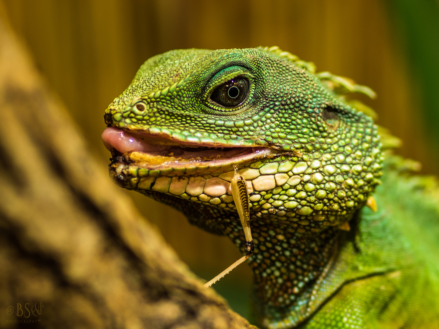 Grüne Wasseragame (Physignathus cocincinus)