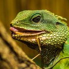 Grüne Wasseragame (Physignathus cocincinus)